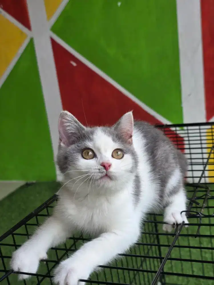 Kucing british shorthair bsh british shorthair