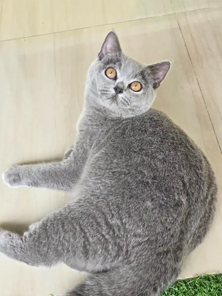 Kucing bsh betina blue