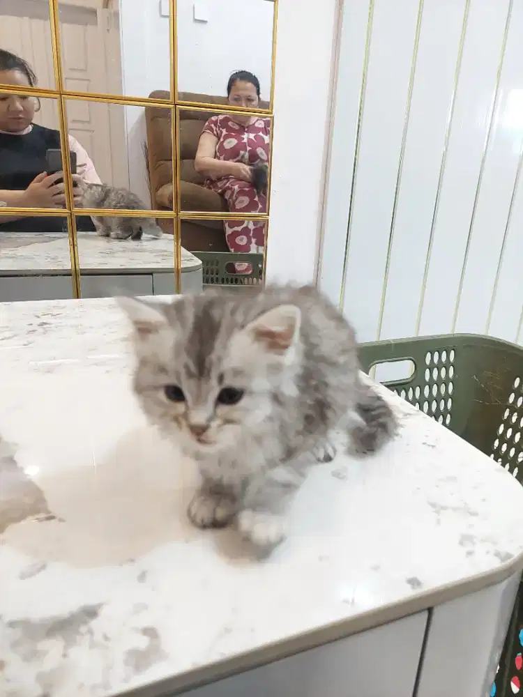 KUCING ANGGORA lucu lucu