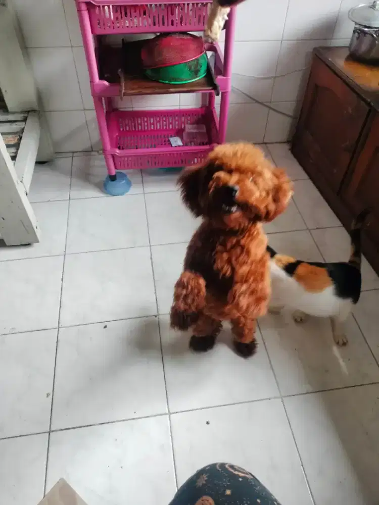 Open adopt 
Poodle usia 6 bulan