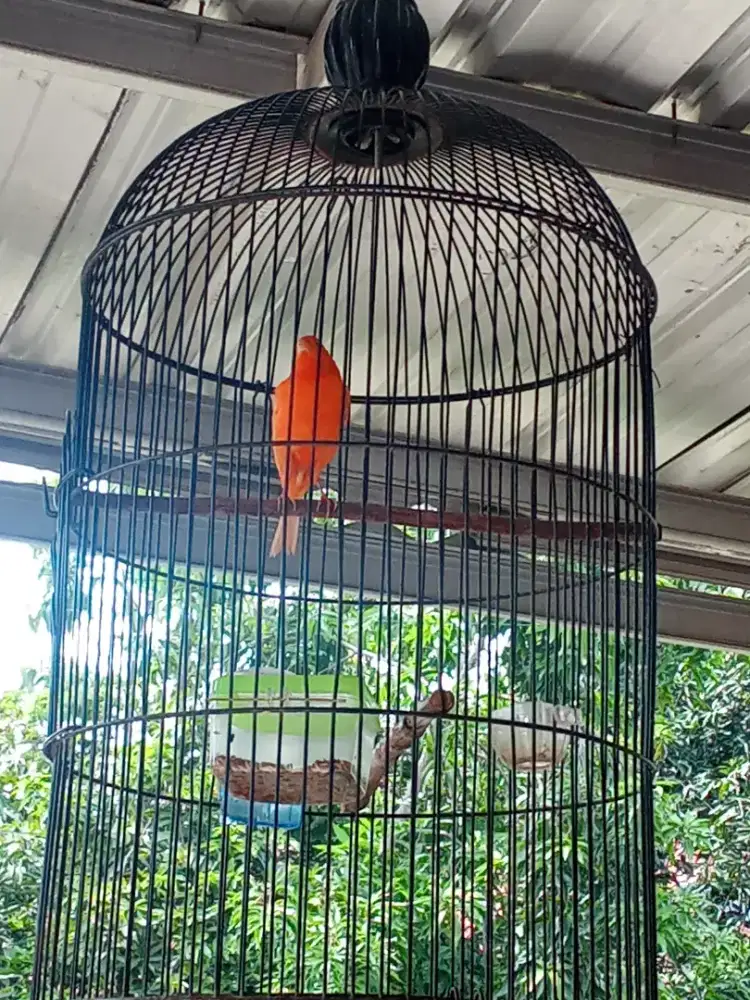 Kenari merlok ful durasi