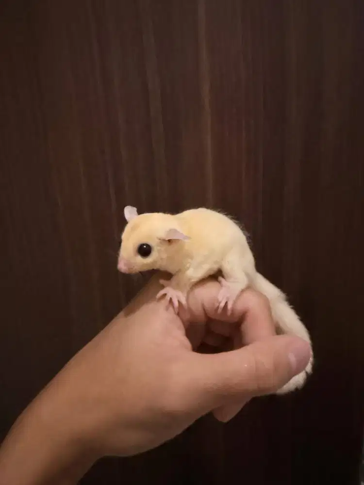 sugar glider leucistic