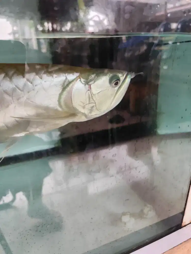 Ikan arwana silver red Banjar