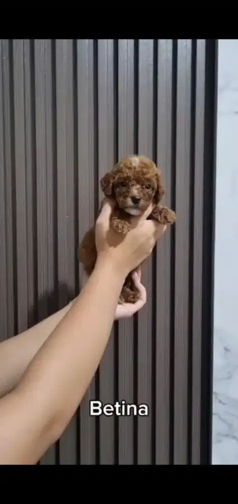 Red poodle jantan dan betina