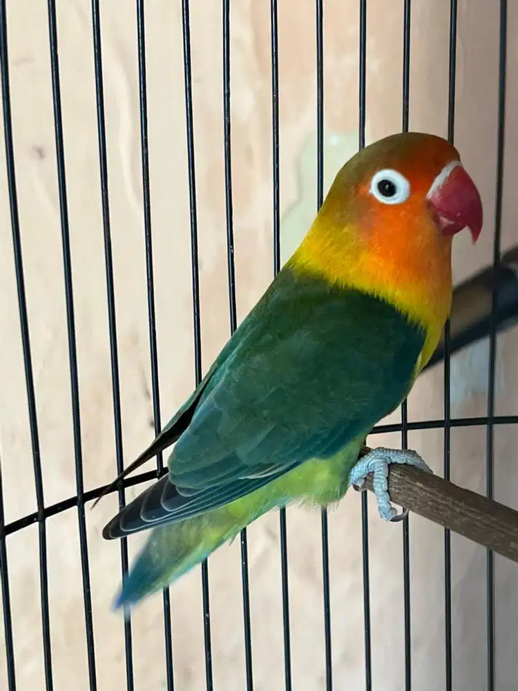 lovebird betina