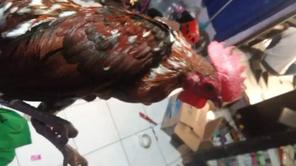 Ayam ketawa suara seram rajin kruyuk