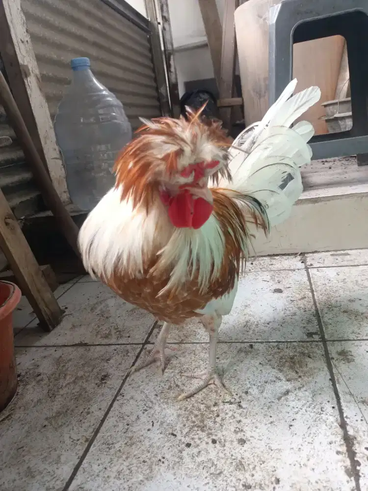 Ayam poland jambul umur 7bulan