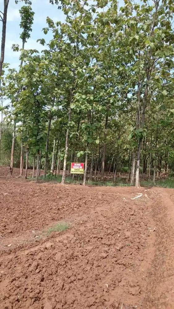 DIJUAL TANAH + KEBUN JATI