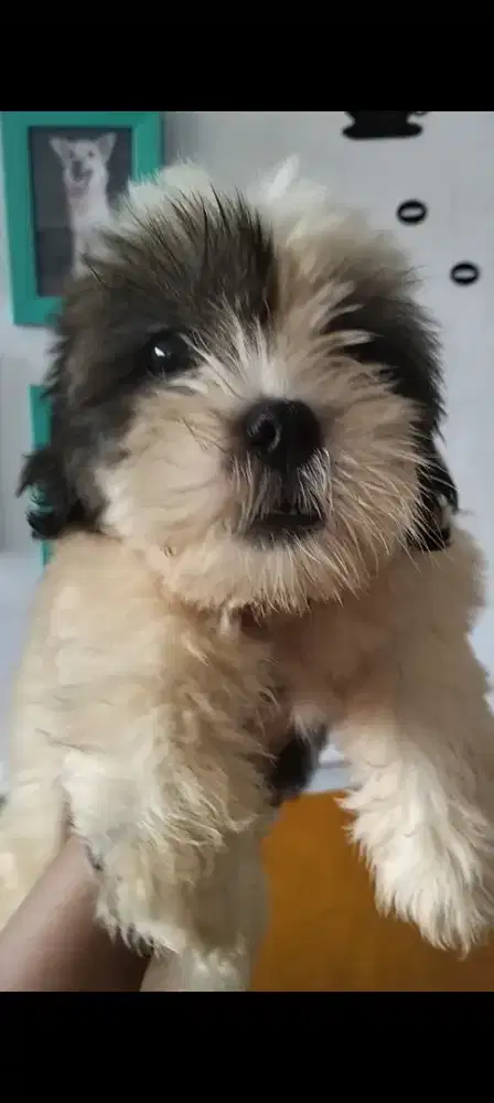 Dogy Ras Kecil  Mix  Shihtzu