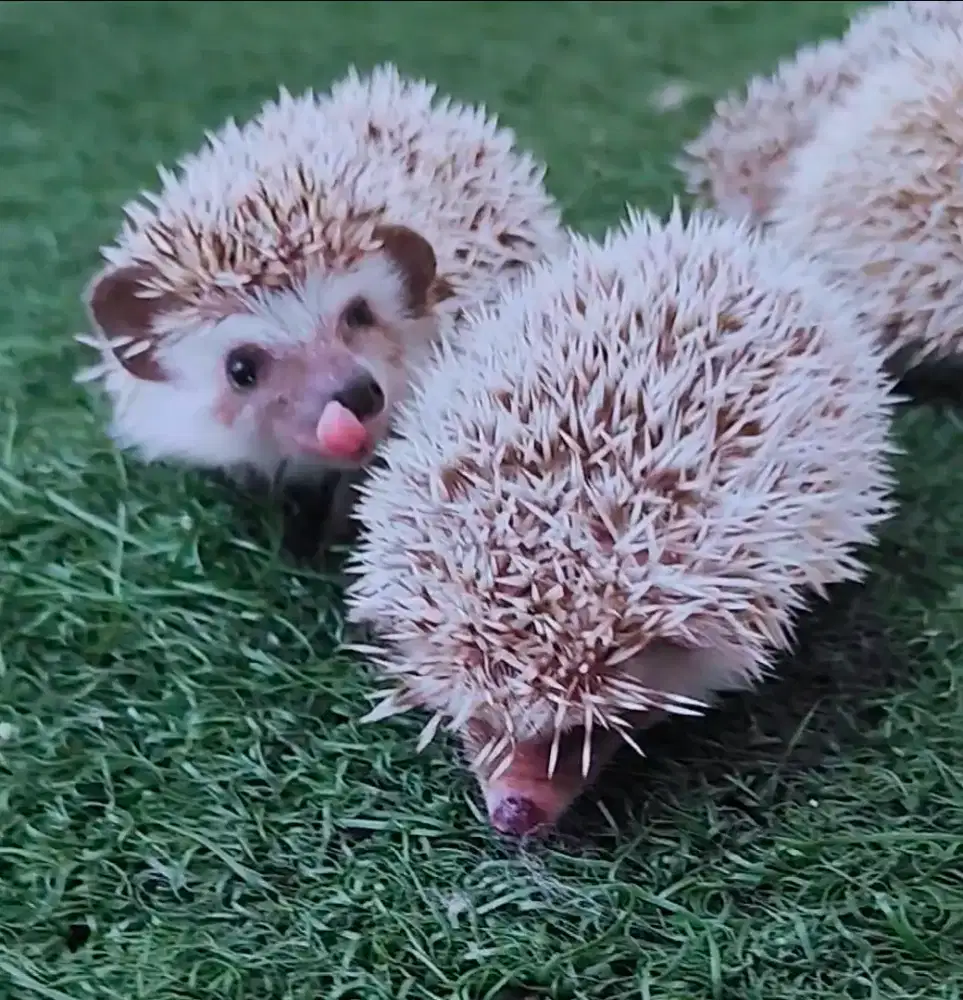 Landak lucu, teman main