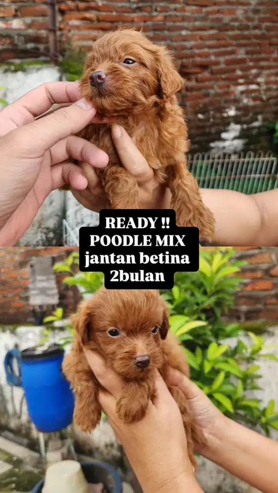 Red Toy Poodle Mix