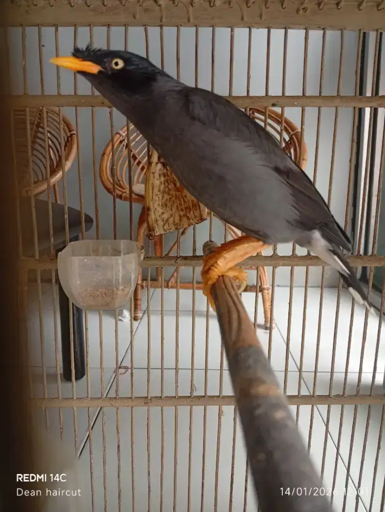 Jalak kebo dewasa (mapan) + kandang