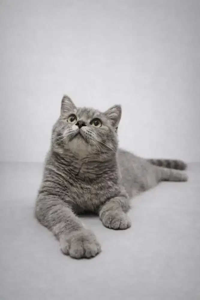 Kucing BSH jantan murah