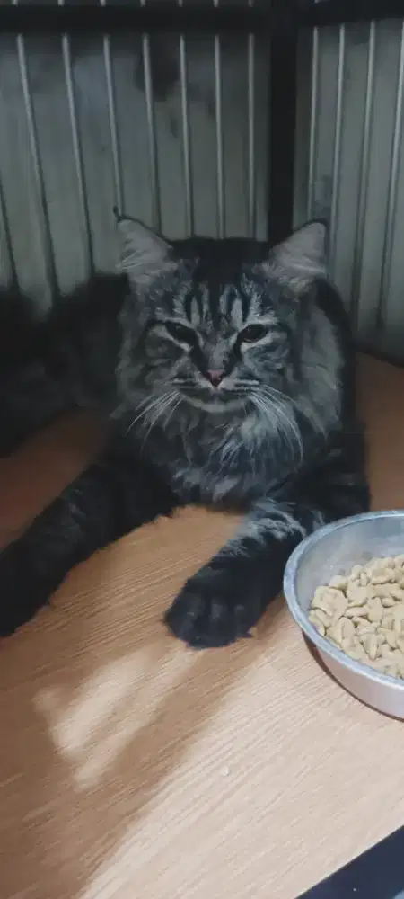 Persia longhair bigbone