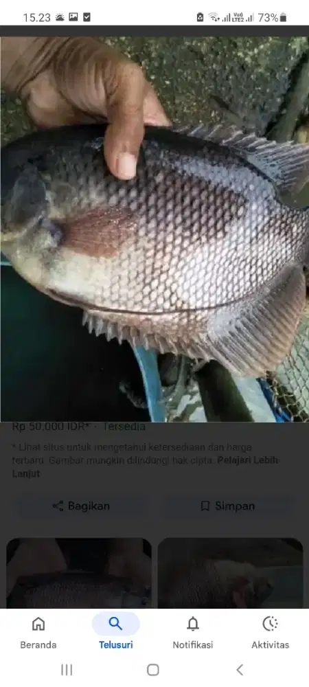 Jual Calon Induk Gurami 5jari, harga Murah..