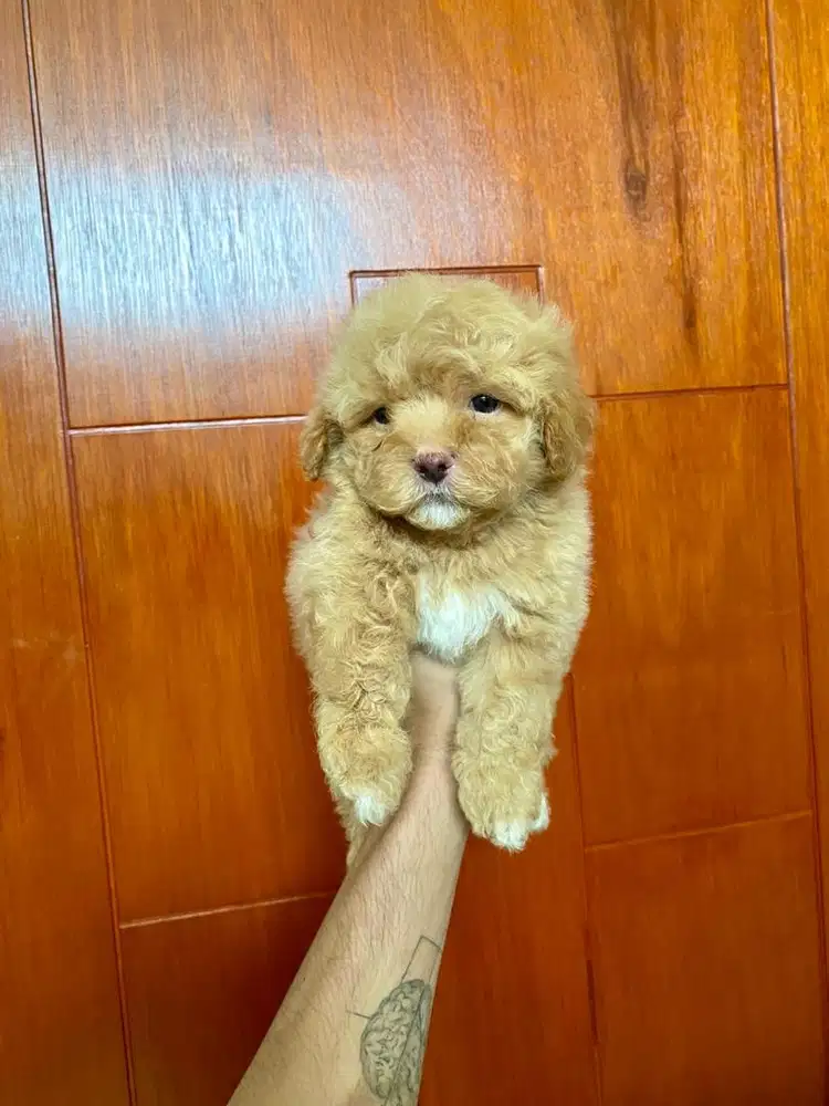 tiny poodle jantan