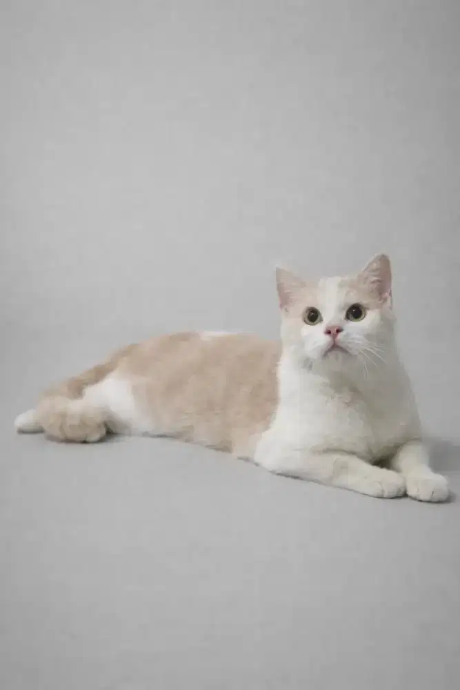 Kucing BSH jantan murah