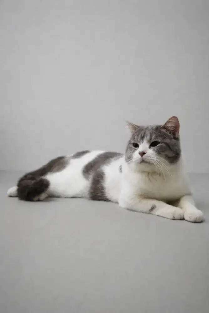 Kucing BSH jantan murah