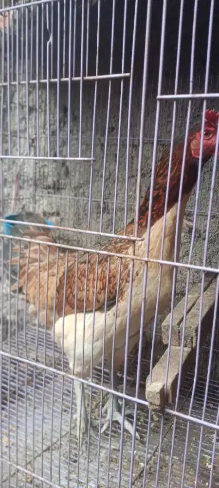 Jual cepat biang pelung jumbo bisa kok kyk jgo