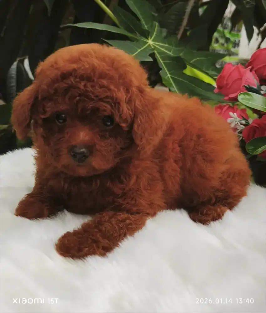 Teacup Poodle deep red female