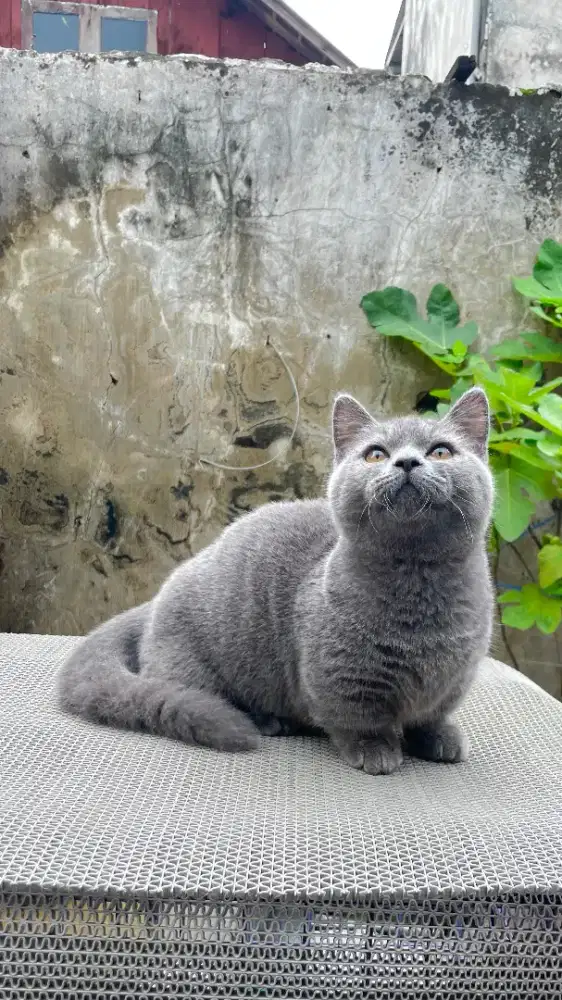 Bsh munchkin jantan