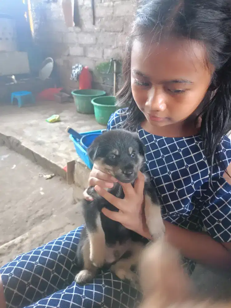 Anjing jantan lucu mix sitsu