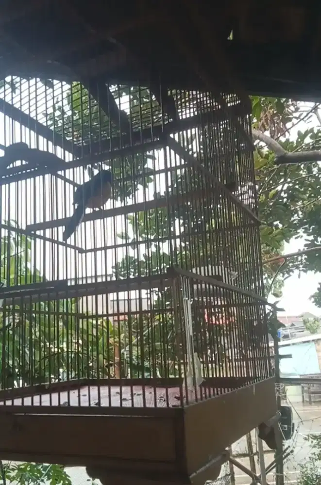 Murai batu Medan Pastol