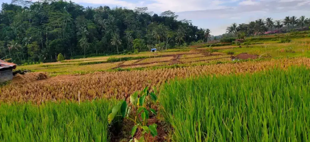Di jual sawah produktif