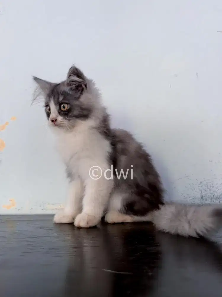 Kitten Umur 3 Bulan