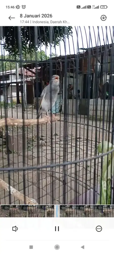 Kenari brisik gajoran