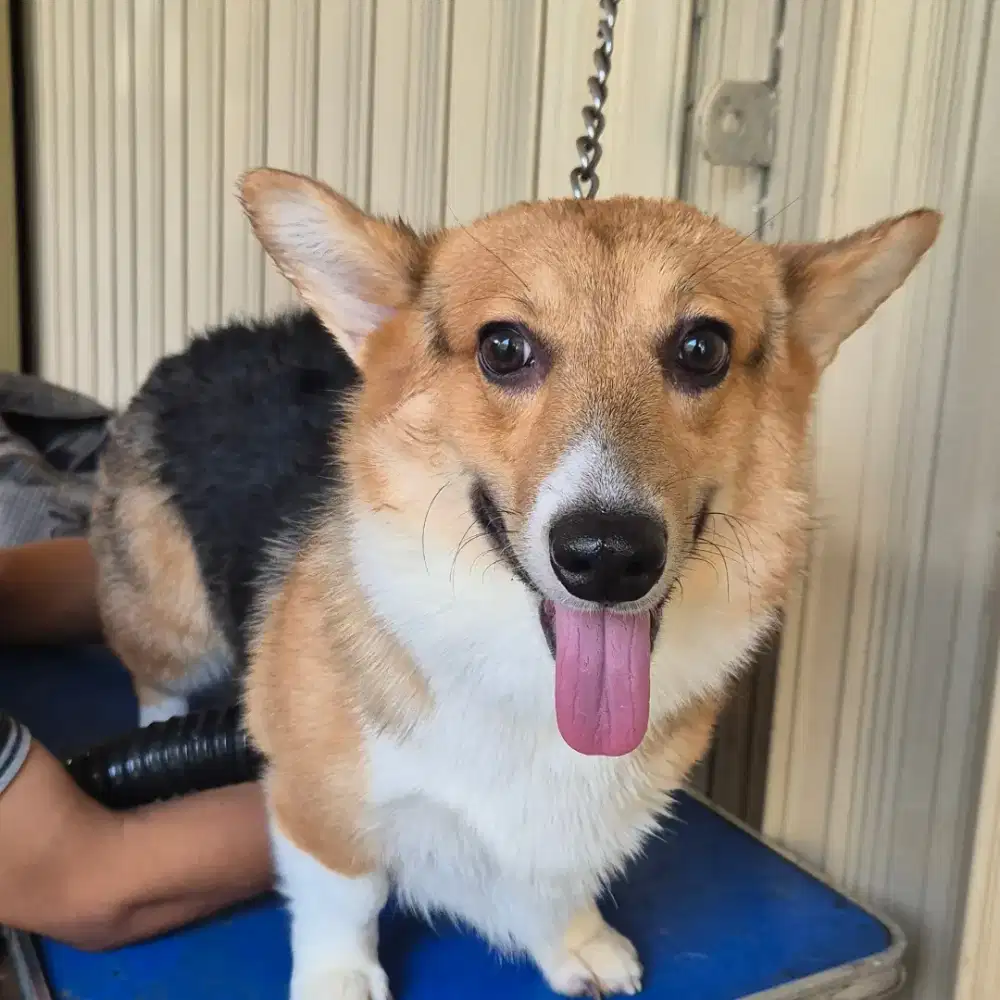 Jual anjing corgi jantan steril umur 2 tahunan