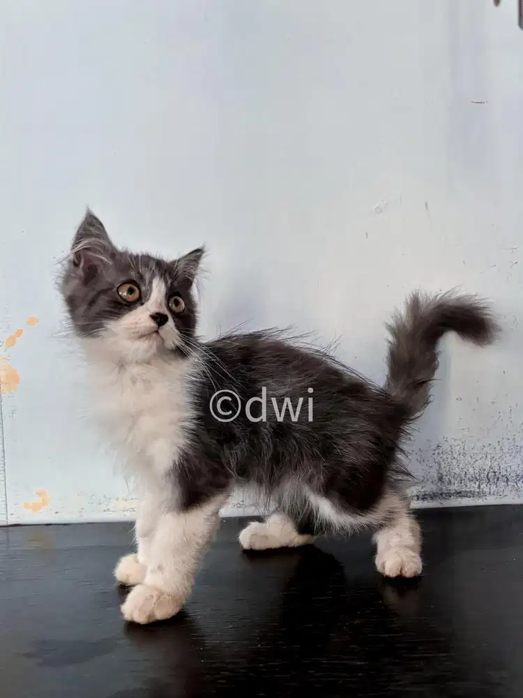 LA Kitten 3 Bulan