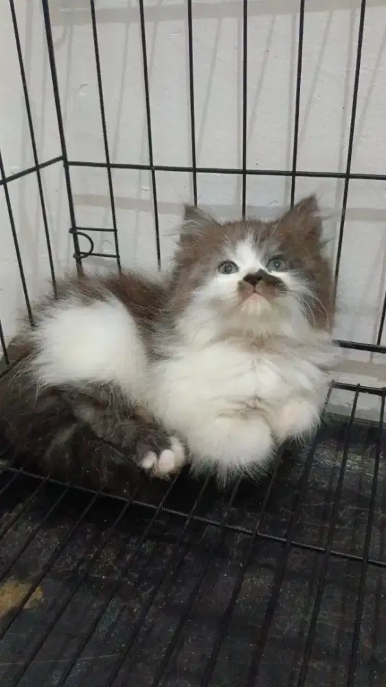 KITTEN PERSIA LONGHAIR SUPER
