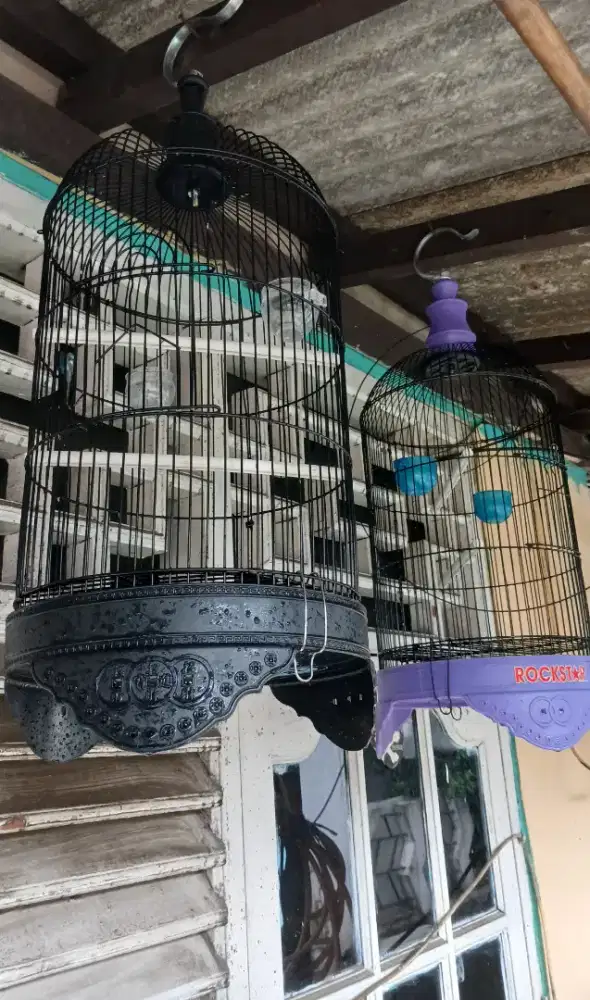 Kandang burung pleci