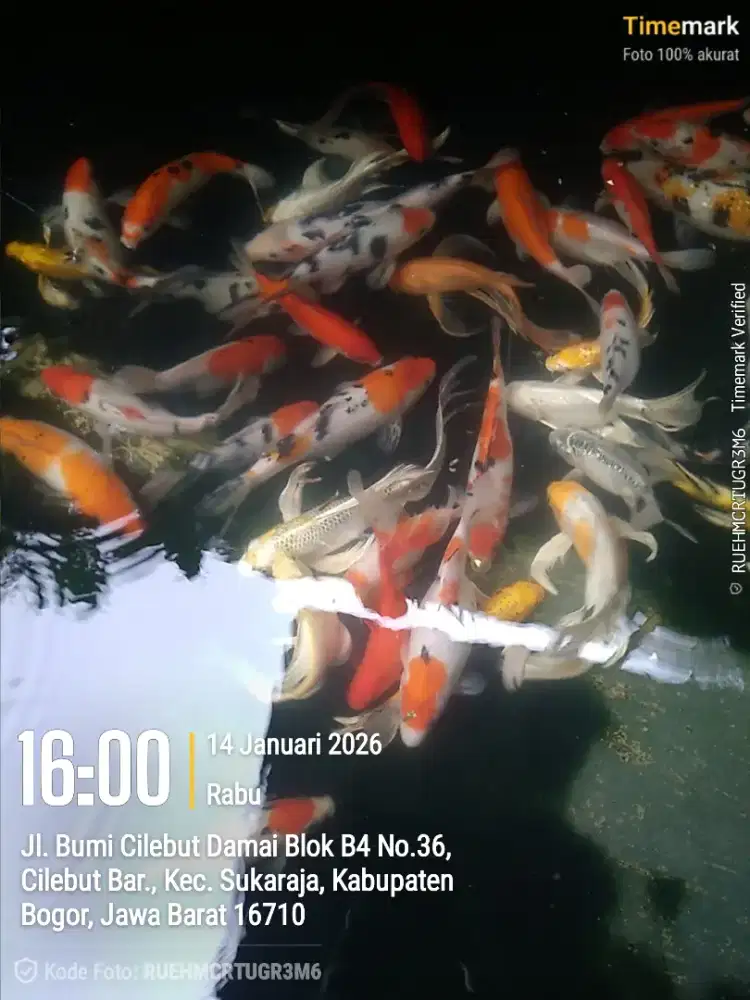 Ikaan hias Koi, slayer/kumpay dan komet