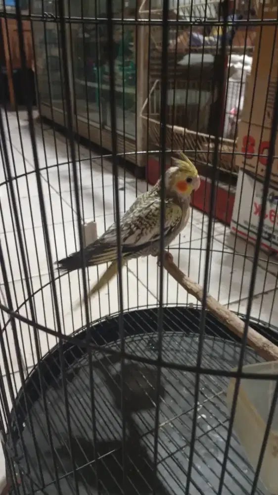Pearl cockatiel
