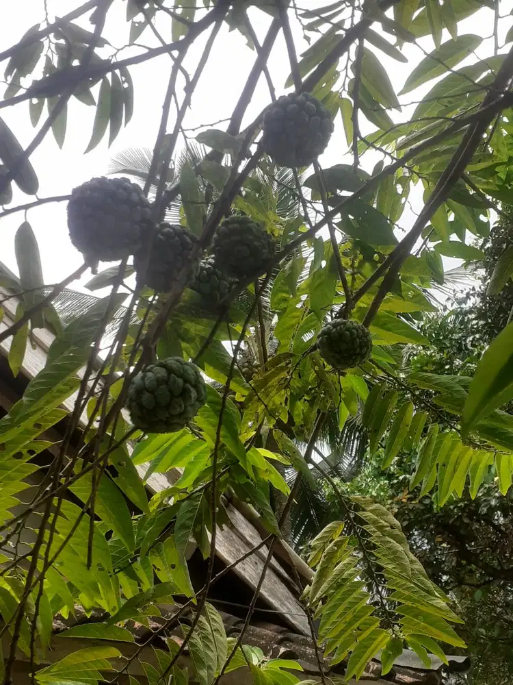 Loker art momong anak perempuan usia 4 tahun