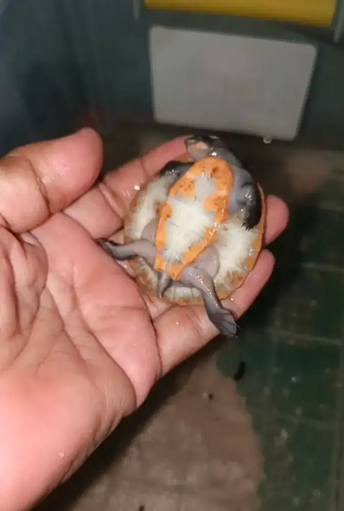 Kura dada merah cerah 5cm