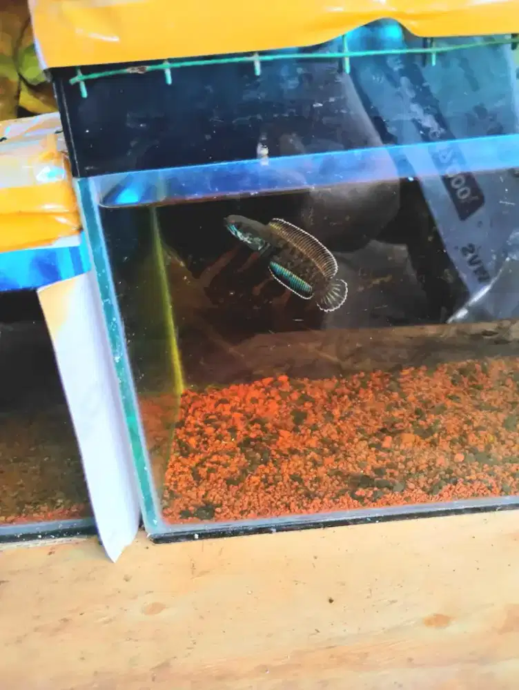 Channa Andrao Gondrong 10cm