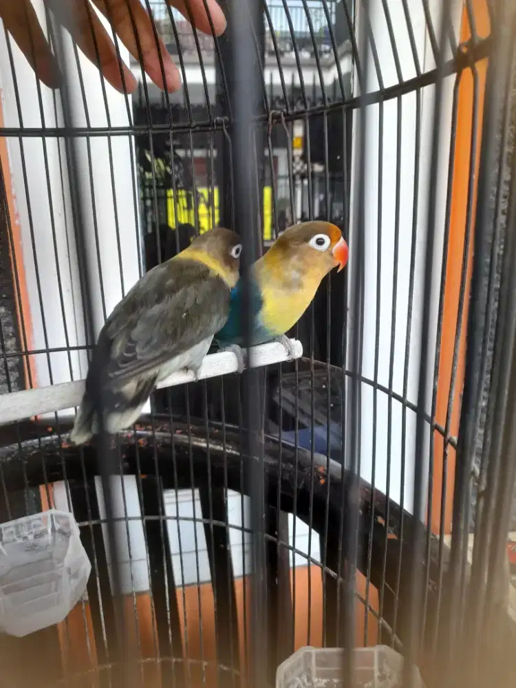 Burung lovebird 3 ekor