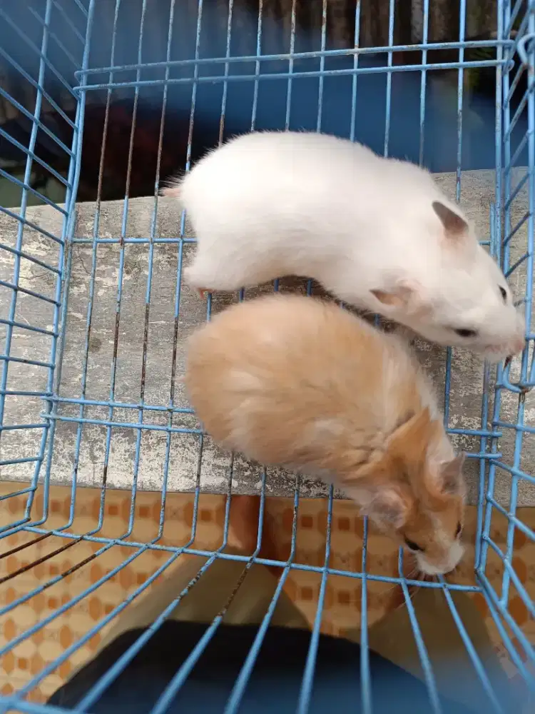 Sepasang Hamster syirian 2bln jumbo jinak terawat barter tuker tambah