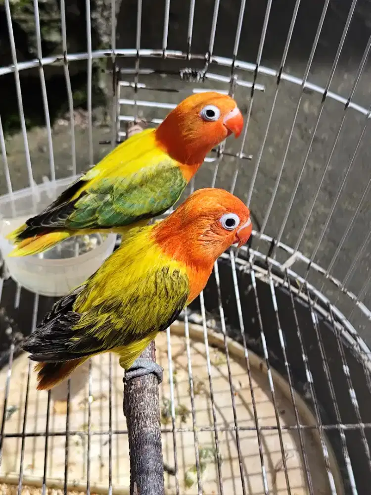 Lovebird Bio euwing green x Bio euwing gold