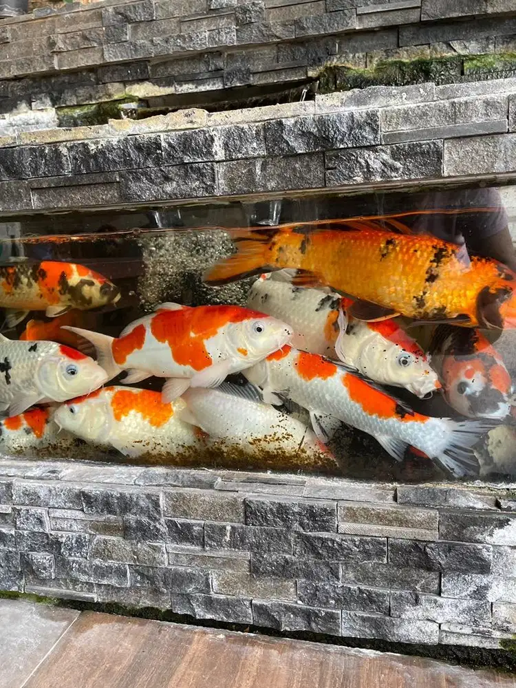 Ikan koi lokal kualitas koi sangat baik & sehat