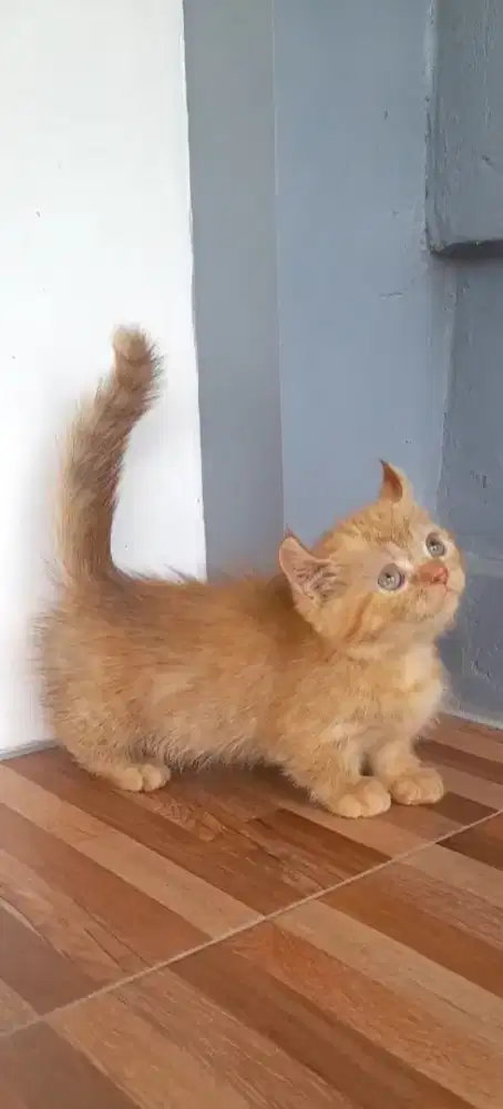 Kitten munckhin Kinkalow