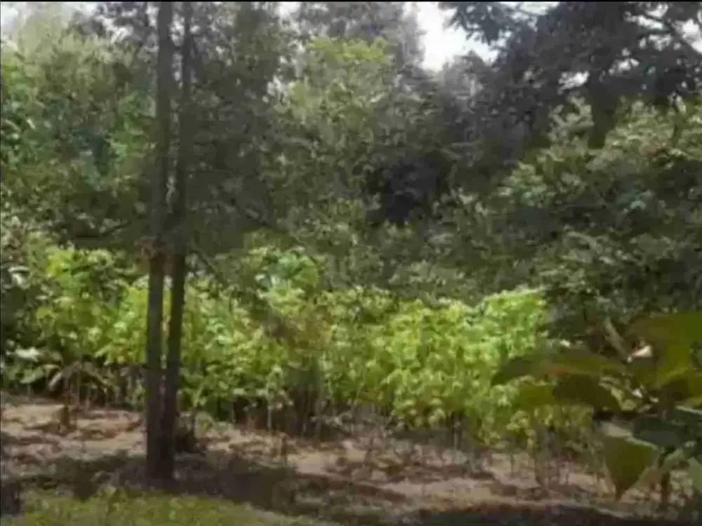 Dijual Kebun Durian Luas 10.000 m2 isi durian 70 pohon & 50 manggis