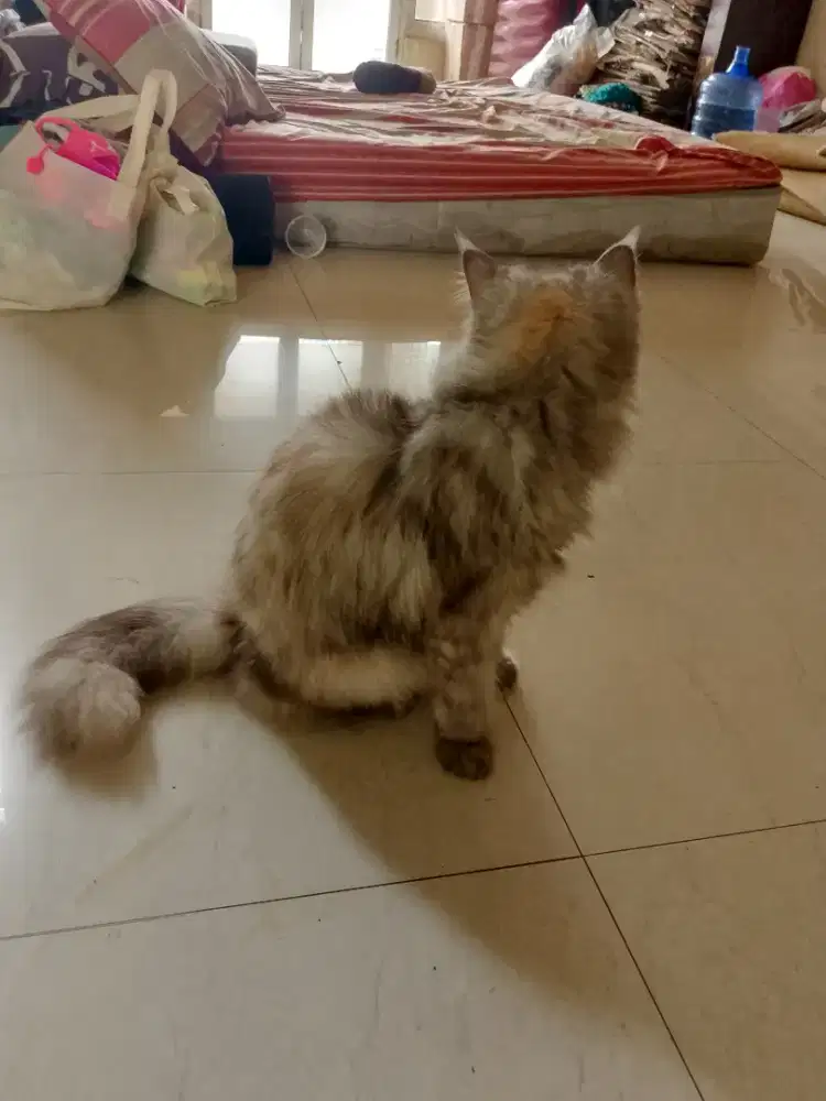 Kucing anggora 400rb aja