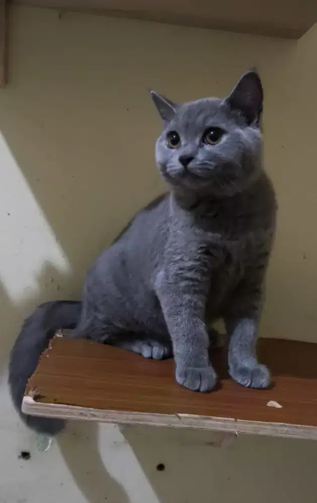 British shorthair kitten jantan 4 bulan