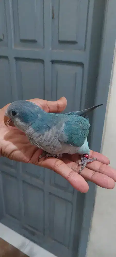 Burung monk blue jinak bisa di elus2