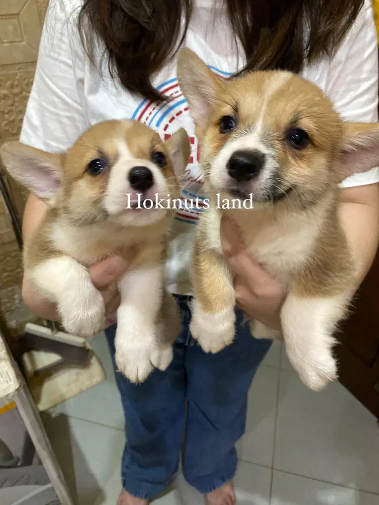 Dijual anak anjing puppy Corgi jantan\male sable white vaksin stambum
