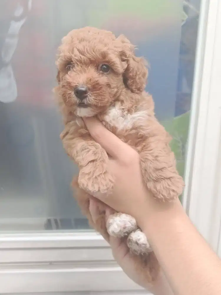 Dijual Anakan Toy Poodle Betina Pure – Sehat & Lincah